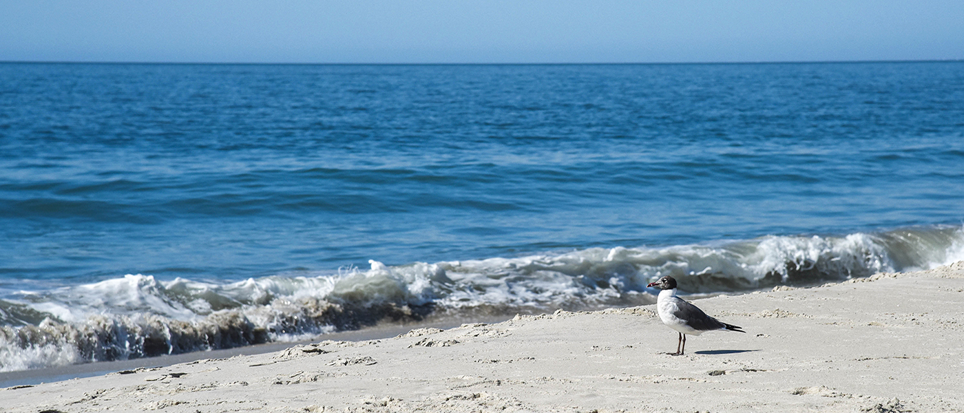 A gull standing on the beach before a tumbling wave
